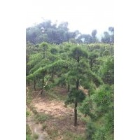 福建羅漢松基地，泉州羅漢松價格，福州羅漢松行情，漳州羅漢松苗
