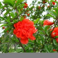 牡丹花石榴 石榴小苗 彩葉苗綠化苗供應(yīng)