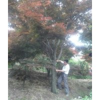 供應各種規(guī)格中國紅楓
