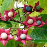 山東４,５,６,７,８公分臘梅
