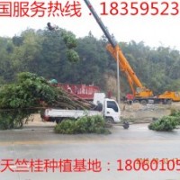 15公分天竺桂 供應(yīng)15公分天竺桂 15公分天竺桂供應(yīng) 15公分天竺桂