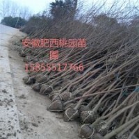 烏桕，安徽烏桕，烏桕價格，烏桕求購，