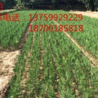 側(cè)柏