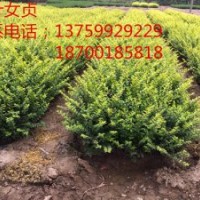 金葉女貞