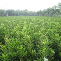供應(yīng)法國(guó)冬青，黃花菜，塔柏，黃楊，冬青，金葉女貞