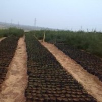 供應(yīng)各種規(guī)格木麻黃、千頭木麻黃、相思、馬占相思等袋裝苗木