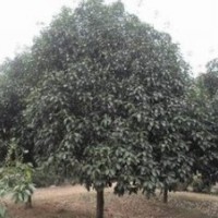 獨桿9公分桂花價格 10公分桂花現(xiàn)在什么價 1.5米冠桂花價格