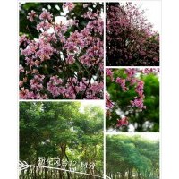 粉花風鈴木，紫花風鈴木，紅花風鈴木，洋紅風鈴木