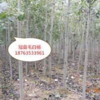 6公分毛白楊價(jià)格