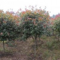 供應(yīng)高桿紅葉石楠1000株