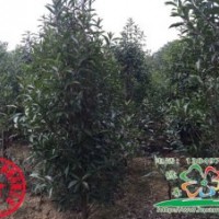 供應(yīng)法國冬青，法國冬青價格，法國冬青基地，河南法國冬青，潢川