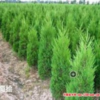 山西哪里有蜀檜、側(cè)柏
