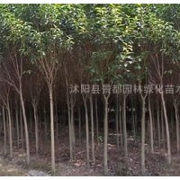 高桿女貞小苗、櫻花小苗、紫荊、紫薇、廣玉蘭