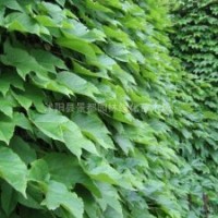 爬山虎 爬墻虎