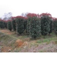 紅葉石楠價(jià)格 樹(shù)狀紅葉石楠 石楠柱