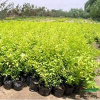 彩色綠化苗木金葉女貞黃葉女貞色塊專(zhuān)用苗木量大批發(fā)基地價(jià)格
