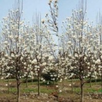 別稱玉蘭 望春花 玉蘭花白玉蘭價(jià)格 白玉蘭價(jià)格變動(dòng)