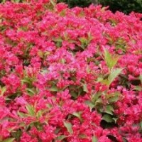 紅王子錦帶小苗 蜀檜小苗、扶芳藤小苗、木繡球、龍柏小苗