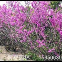 大量紫荊