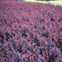 紫葉小波、小葉女貞、紅王子錦帶、紅葉石楠、金葉蕕