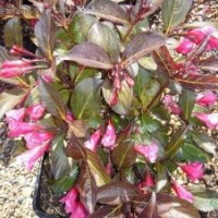 紅王子錦帶,沙地柏、扶芳藤、紅花繼木、石楠球、火棘球