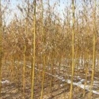提供苗圃2-20公分垂柳價格 南京垂柳 垂柳基地
