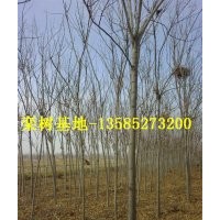 欒樹低價供應(yīng)：最新欒樹價格、最新欒樹圖片、欒樹基地