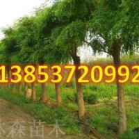 國槐種植技術(shù)