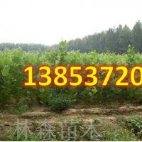 造型國槐小苗