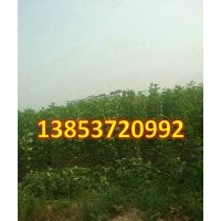 速生白蠟1-20公分