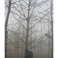 供應(yīng)銀杏實生樹嫁接樹