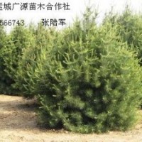1米白皮松大量出售、1米白皮松大量低價(jià)供應(yīng)