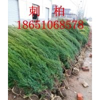 刺柏批發(fā)，刺柏價格，刺柏種植基地，賣刺柏