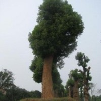 專供65公分大移栽湖南香樟樹，精品香樟樹，精品香樟基地