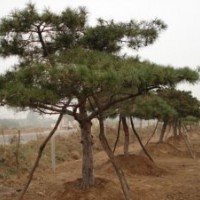 供應法桐，黑松，銀杏等園林景觀樹