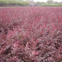 紅繼木0.65元，杜鵑0.55元，龜甲冬青0.45元