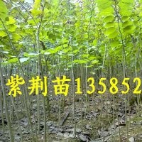 供應(yīng)懸鈴木,紫荊.紫薇（百日紅）.櫻花.欒樹.合歡.垂柳.楊樹