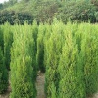 2015年供應蜀檜高2至3米，2米10元
