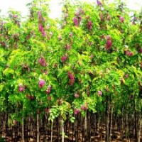 供應(yīng)各種規(guī)格紫穗槐，紅花槐，杏花槐