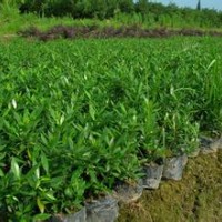 大量供應(yīng)小苗:灑金珊瑚小苗、小葉梔子花小苗