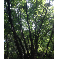供應(yīng)大型綠化樹蒙古櫟，叢生蒙古櫟等