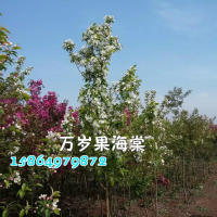 萬歲果海棠你知道嗎？