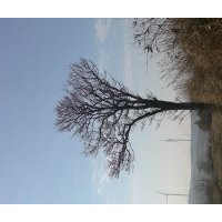 雪松。銀杏。黑松各種規(guī)格