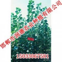 邯鄲107楊【邯鄲潤德農業(yè)】107楊價格
