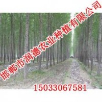 邢臺速生柳【邯鄲潤德農業(yè)】速生柳價格