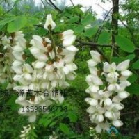 50公分以上刺槐小苗大量低價優(yōu)惠出售