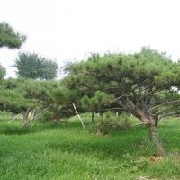 供應泰山景觀松，園林綠化觀賞苗木