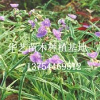 河北苗木/河北苗木常年批發(fā)金葉榆