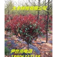 紅葉石楠