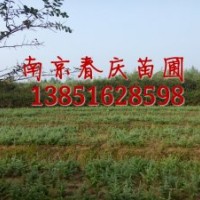 雪松價(jià)格 南京雪松價(jià)格